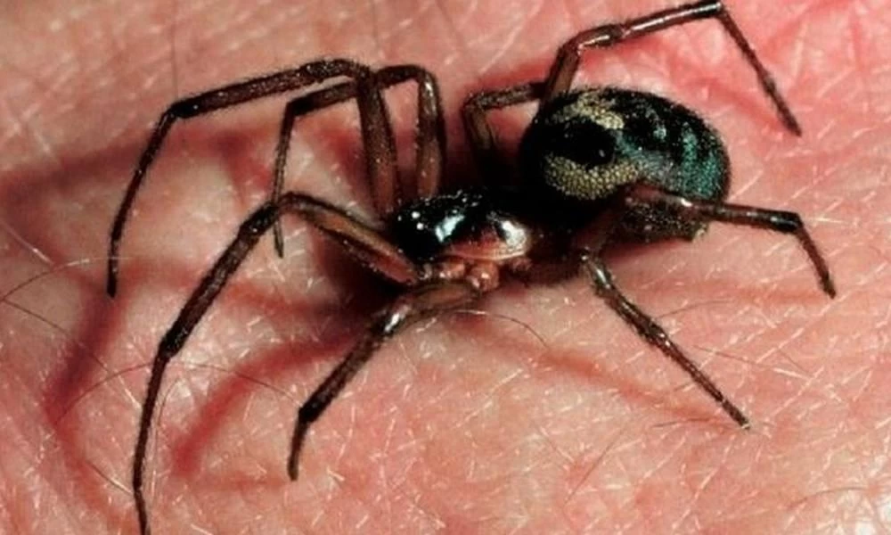 Ρίο: Στο νοσοκομείο 36χρονος από τσίμπημα "μαύρης χήρας"